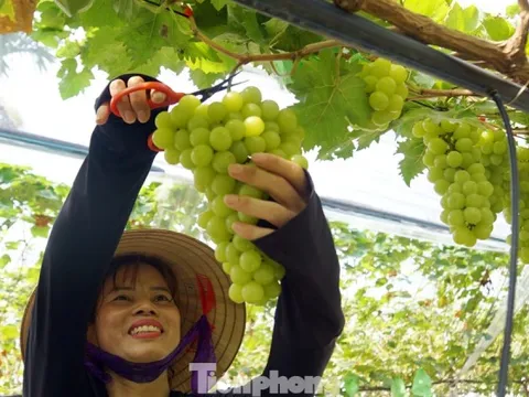'Đột nhập' vườn nho sai trĩu, khách kéo đến mua chín không kịp