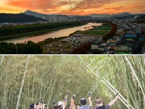 Màn trình diễn ấn tưởng trong mùa đông của đàn quạ trên bầu trời Công viên chim di cư Samho tại quận Nam-gu, Ulsan