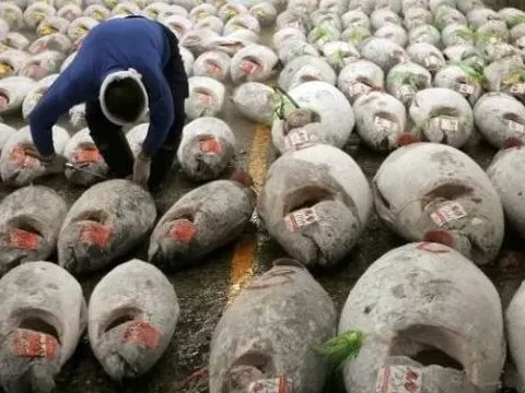 Không phải sầu riêng, một ‘siêu thực phẩm’ của Việt Nam được Mỹ và châu Âu cực ưa chuộng: Thu về 924 triệu USD, nước ta xuất khẩu đứng top thế giới