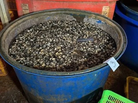 3 tấn thịt ốc bươu được ngâm tẩm hóa chất dùng trong xây dựng, sản xuất xi măng - đang chuẩn bị cung cấp ra thị trường thì bị cơ quan chức năng tóm gọn