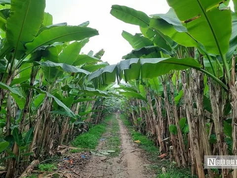 Cận Tết, theo chân người dân xứ Thanh "hái tiền" từ thứ tưởng chừng bỏ đi