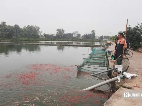 Vựa cá chép nổi tiếng xứ Thanh vào mùa "hái lộc"