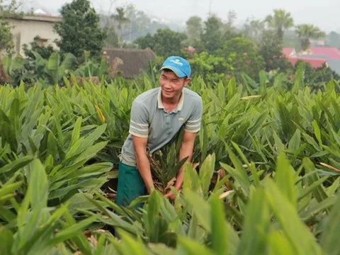 "Vàng xanh" giúp nông dân kiếm hàng trăm triệu đồng trên mỗi héc-ta