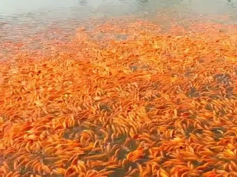 Hàng triệu con cá chép đỏ chuẩn bị ra thị trường phục vụ ngày tiễn ông Công, ông Táo
