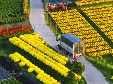 Làng hoa miền Tây đẹp nhất Việt Nam, cả nước sững sờ