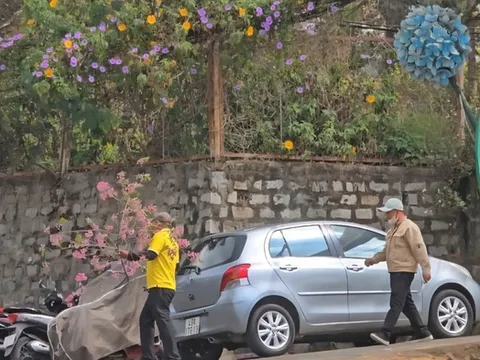 Chặt mai anh đào chơi Tết, hai người đàn ông bị công an mời làm việc