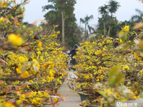 Hoa mai rộn ràng xuống phố, toả sắc vàng đón Tết