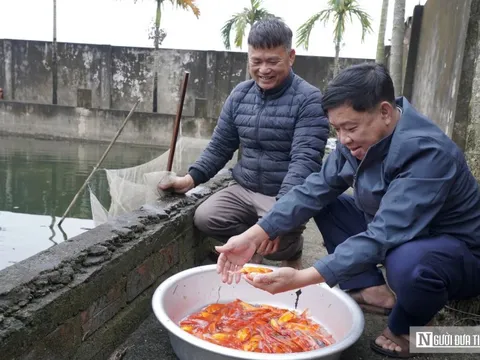 Làng cá chép đỏ tất bật trước ngày ông Công, ông Táo
