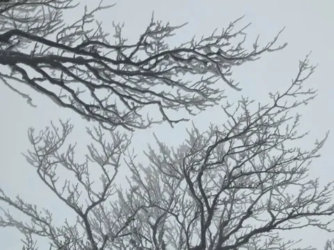 Dự báo thời tiết 11/2: Miền Bắc sắp đón đợt không khí lạnh tăng cường, nền nhiệt giảm mạnh