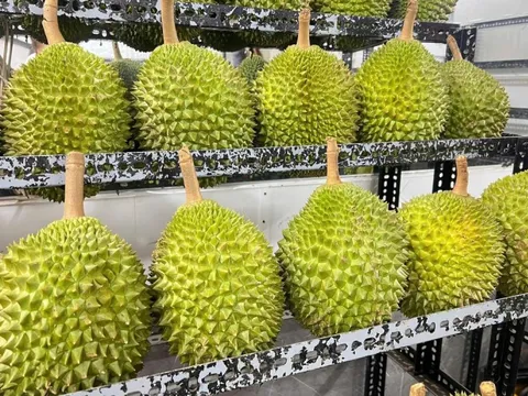 Sầu riêng tiền triệu 'cháy hàng' dịp Tết, Việt kiều về nước săn lùng đặc sản