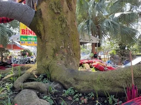 Chủ cây mai vàng “Nghinh Xuân Bính Ngọ” tiết lộ lý do rao bán 3,7 tỉ đồng