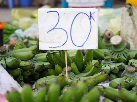 Chuối xanh 28 Tết: Từ nửa triệu ‘rơi’ xuống 30.000 đồng vẫn ế
