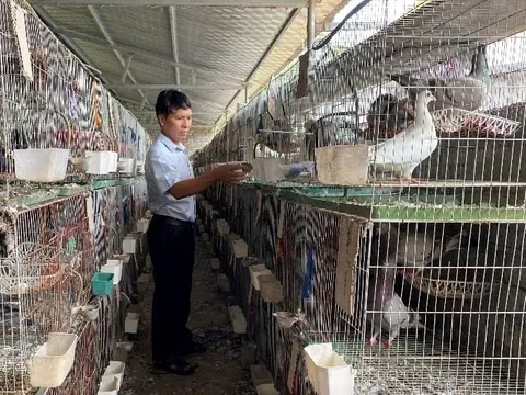 Người đàn ông Nghệ An thu 1,4 tỷ đồng/năm từ loài chim "nhàn hạ", nhiều chất bổ