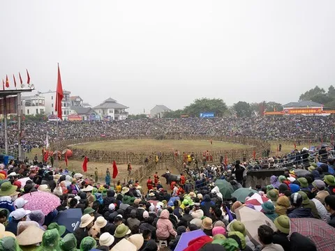 Khai mạc Lễ hội chọi trâu cổ nhất Việt Nam