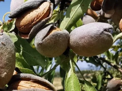 Đắt hơn cả sầu riêng, thanh long, một loại nông sản của Việt Nam đón tin vui xuất khẩu chưa từng có