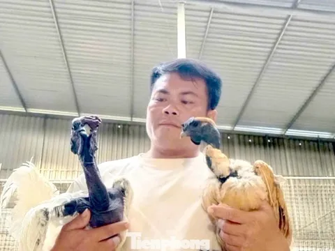 Người đàn ông kiếm bộn tiền từ gà 'mặt quỷ'