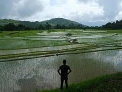 'Ông trùm' xuất khẩu gạo lớn nhất thế giới tiếp tục đón sóng gió