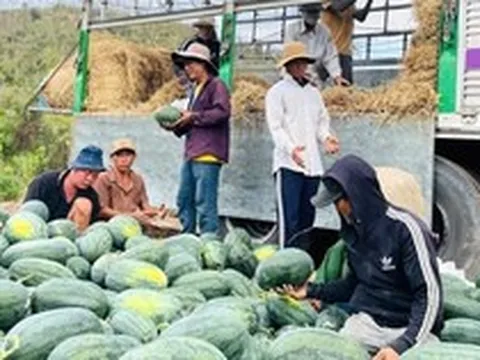 Giá dưa hấu còn 1.000 đồng/kg, nhiều hộ trồng lỗ hàng trăm triệu đồng