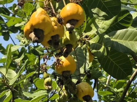 "Thủ phủ" điều Đồng Nai lao đao vì mưa trái mùa: Sâu bệnh bủa vây, nông dân thất thu