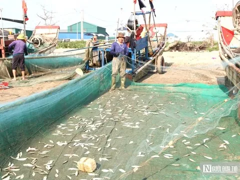 Ngư dân kiếm bộn tiền mỗi ngày nhờ loài cá nhiều đạm