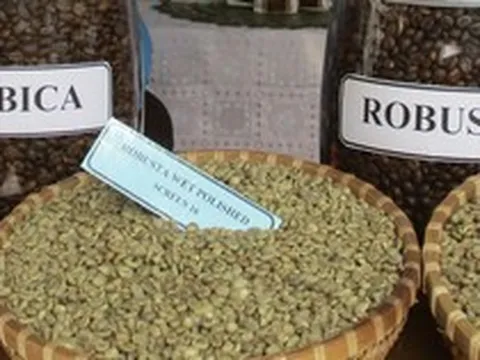 Giá cà phê hôm nay 21-3: Arabica tăng nóng