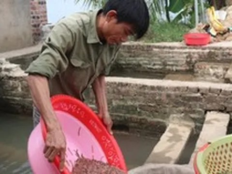 Nông dân Hải Phòng thu 25 tỷ/năm nhờ nuôi loài vật bò "nhung nhúc" dày đặc, kéo cả du khách đến vớt