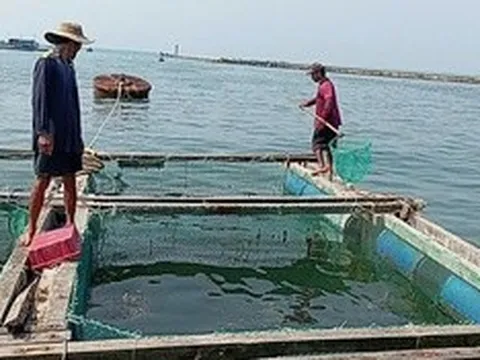 Cá bớp nuôi ở Lý Sơn chết hàng loạt: Đã tìm ra "thủ phạm"