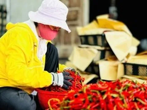 Giá ớt "chạm đáy", địa phương kêu gọi chung tay tiêu thụ nông sản