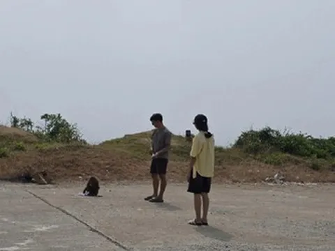 Bị khỉ hoang tấn công, 5 du khách nhập viện