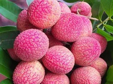 Loại vải to như quả trứng gà, giá 400.000 đồng/kg vẫn không có để ăn tại Thanh Hà