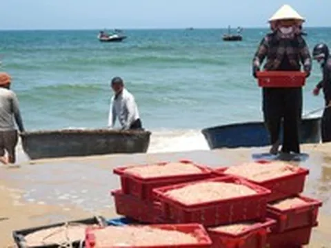 Ruốc xuất hiện dày đặc, ngư dân Đà Nẵng 'bỏ túi' bạc triệu sau vài giờ vươn khơi