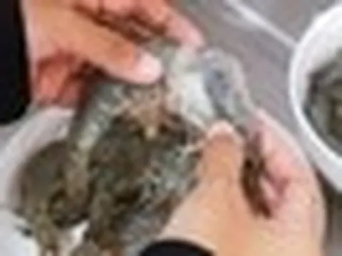 Virus “lạ” từ tôm nghi có thể gây mù ở người: Trung Quốc đã ghi nhận ca mắc