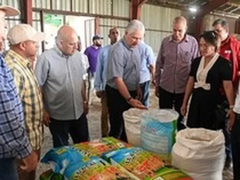 Cuba áp dụng 'bí quyết' trồng lúa của Việt Nam, thu kết quả khiến lãnh đạo bất ngờ