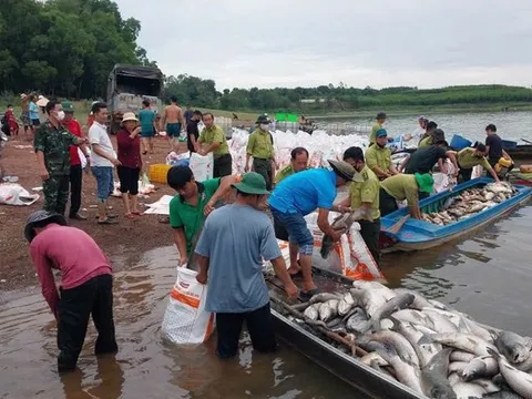 Hơn 200 tấn cá chết trắng hồ Trị An sau mưa lớn, người dân chung tay thu mua “giải cứu”