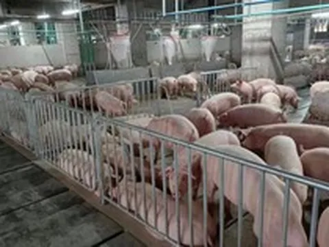 Đại gia chăn nuôi muốn xây 3-5 chung cư nuôi heo tại Hà Nội: Mỗi chung cư có 8.400 heo nái, cung cấp 250.000 heo thịt/năm