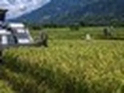 Việt Nam đã triển khai nhiều năm, Indonesia nay mới thử nghiệm cách trồng lúa cho kết quả bất ngờ