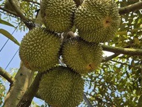 Cận cảnh vườn sầu riêng siêu đắt đỏ ở TP HCM