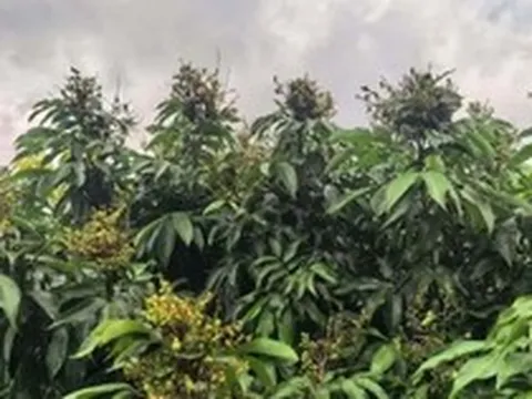 Phát hiện Trung Quốc đang xây dựng ngân hàng gen vải thiều lớn nhất thế giới: Lưu giữ gần 800 giống, phát triển giống vải lai nhãn đầu tiên