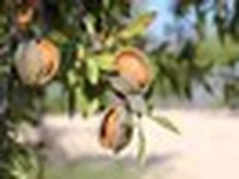 Đắt hơn sầu riêng, Việt Nam thu hàng chục triệu USD từ một loại 'siêu thực phẩm', công dụng nhiều không kể xiết