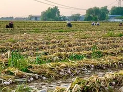 Sau gạo, Indonesia tuyên bố sẽ tự túc một loại nông sản trong vòng 4 năm: Đang phụ thuộc 90% vào Trung Quốc, Việt Nam trồng rất nhiều