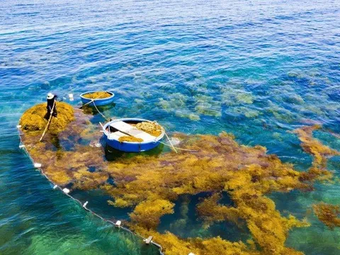 Nhộn nhịp mùa rong mơ ở Quảng Ngãi, nhiều hộ dân thu hơn triệu đồng mỗi ngày