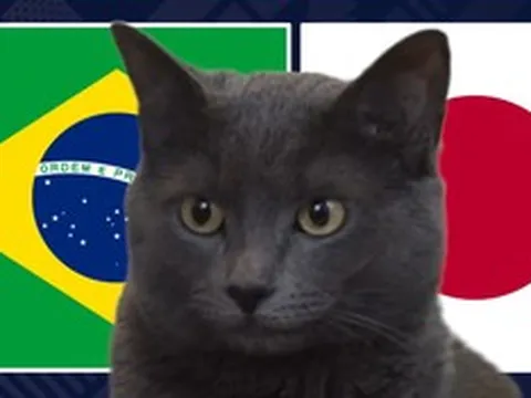 Mèo "tiên tri" dự đoán kết quả trận Brazil vs Nhật Bản: Liệu có kỳ tích?