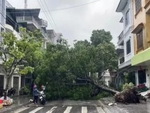 Móng Cái gió giật cấp 11, cây bật gốc, nhà tốc mái