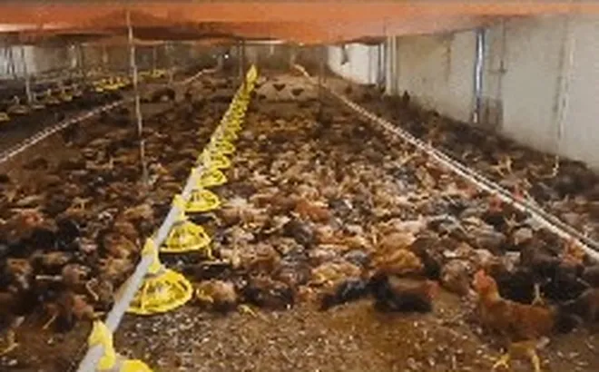 Chập điện khiến trang trại gà hơn 5.000 con chết ngạt