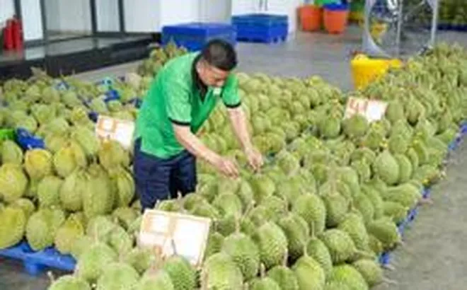 Gỡ 'vòng kim cô', mở lối cho trái cây Việt xuất ngoại