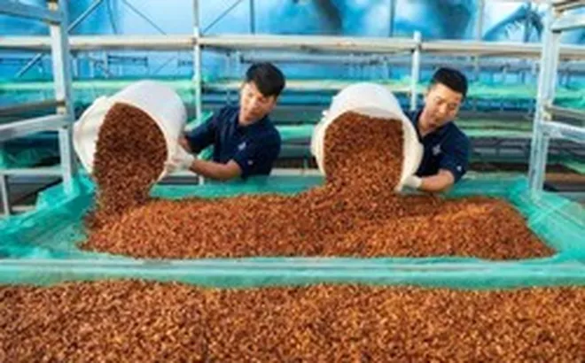 Xuất khẩu cà phê lập kỷ lục, mang về 8,5 tỷ USD