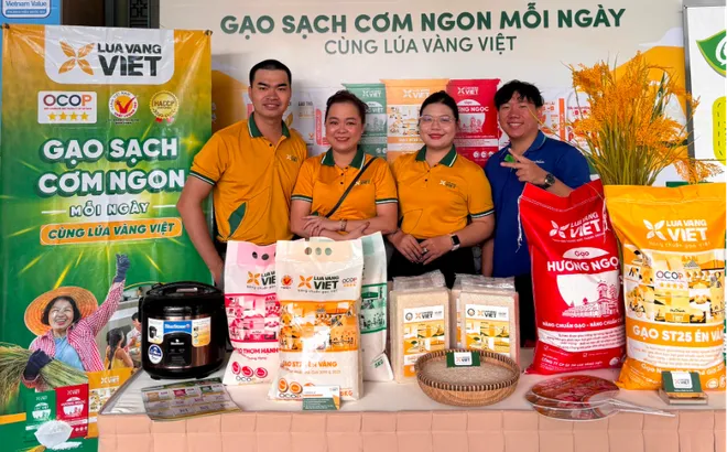 Gạo Lúa Vàng Việt: Hành trình 4 năm khẳng định chất lượng Gạo Tây Ninh